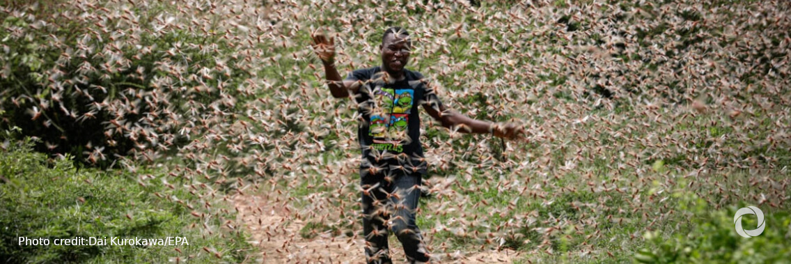 Desert Locust upsurge continues to threaten food security in Horn of Africa and Yemen despite intense efforts Desert Locust upsurge continues to threaten food security in Horn of Africa and Yemen despite intense efforts