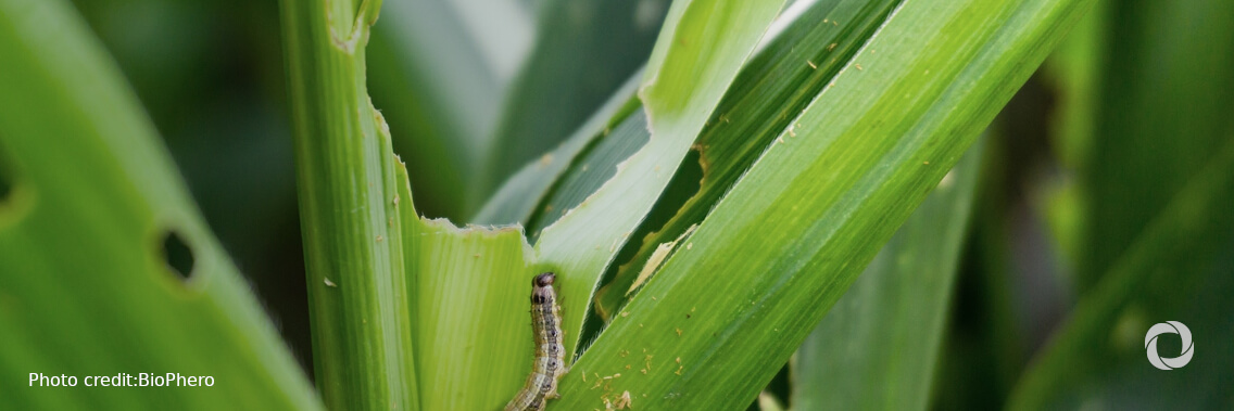 FAO moves to scale up response to Fall Armyworm as pest continues to spread FAO moves to scale up response to Fall Armyworm as pest continues to spread