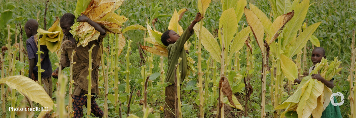 FAO pledges intensified action to end child labour in agriculture FAO pledges intensified action to end child labour in agriculture