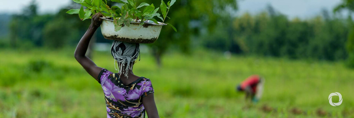 Sahel region: the African Development Bank pledges to mobilise $6.5 Billion in support of the Great Green Wall Initiative Sahel region: the African Development Bank pledges to mobilise $6.5 Billion in support of the Great Green Wall Initiative