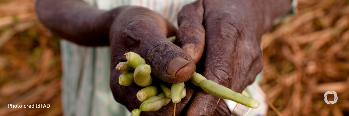Help for Nigerian small-scale farmers to improve food security and combat poverty in the face of COVID-19 Help for Nigerian small-scale farmers to improve food security and combat poverty in the face of COVID-19