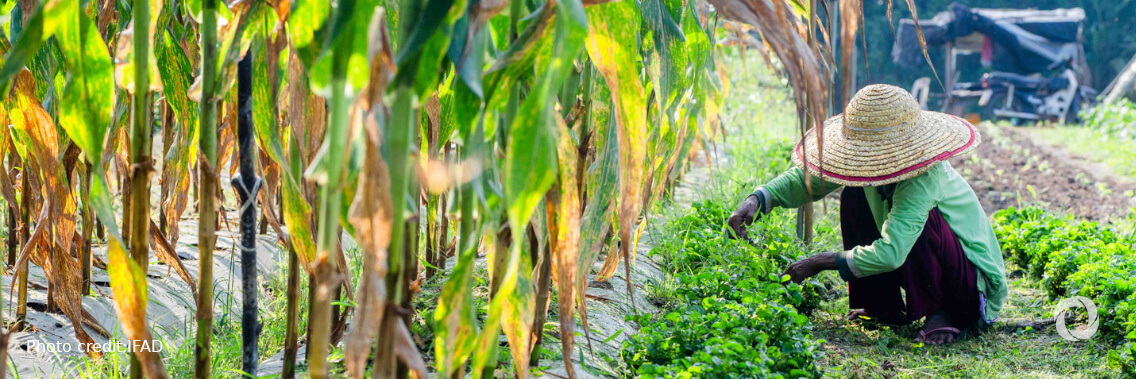 Indigenous Peoples are critical to build a more sustainable post-pandemic world Indigenous Peoples are critical to build a more sustainable post-pandemic world