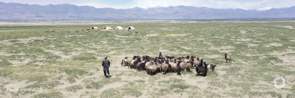 New grant to improve food security, lessen drought and COVID-19 impacts for rural Afghans New grant to improve food security, lessen drought and COVID-19 impacts for rural Afghans