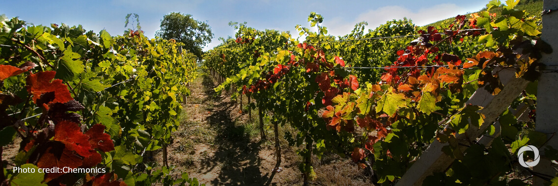 IFC to help Moldova strengthen its agribusiness sector and boost exports, driving economic growth IFC to help Moldova strengthen its agribusiness sector and boost exports, driving economic growth
