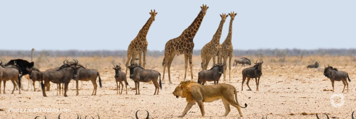 New project to boost sustainable wildlife management and food security in southern Africa