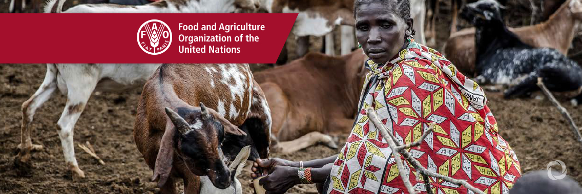 FAO aims to provide livelihood assistance to nearly 49 million people in 2021