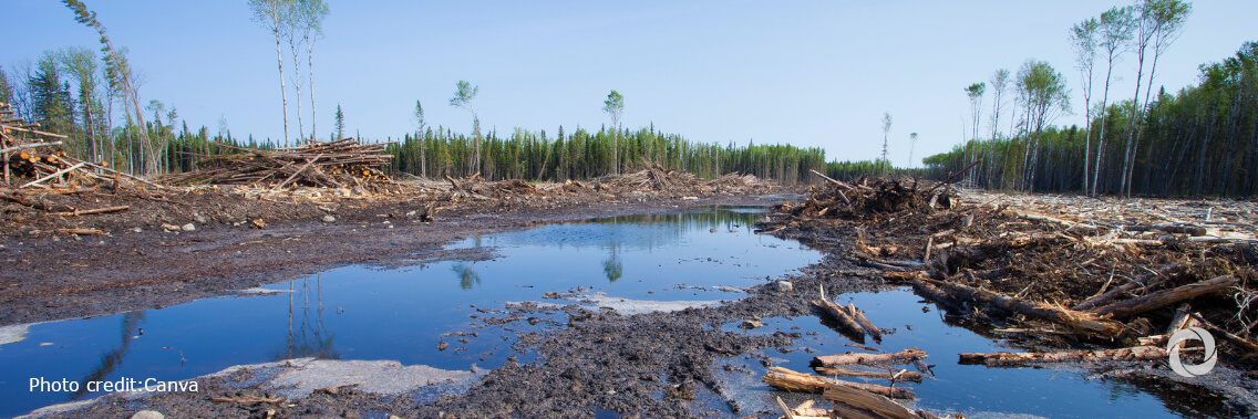 Forest restoration provides a path to pandemic recovery, greener future Forest restoration provides a path to pandemic recovery, greener future