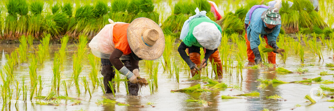 Food systems account for more than one third of global greenhouse gas emissions
