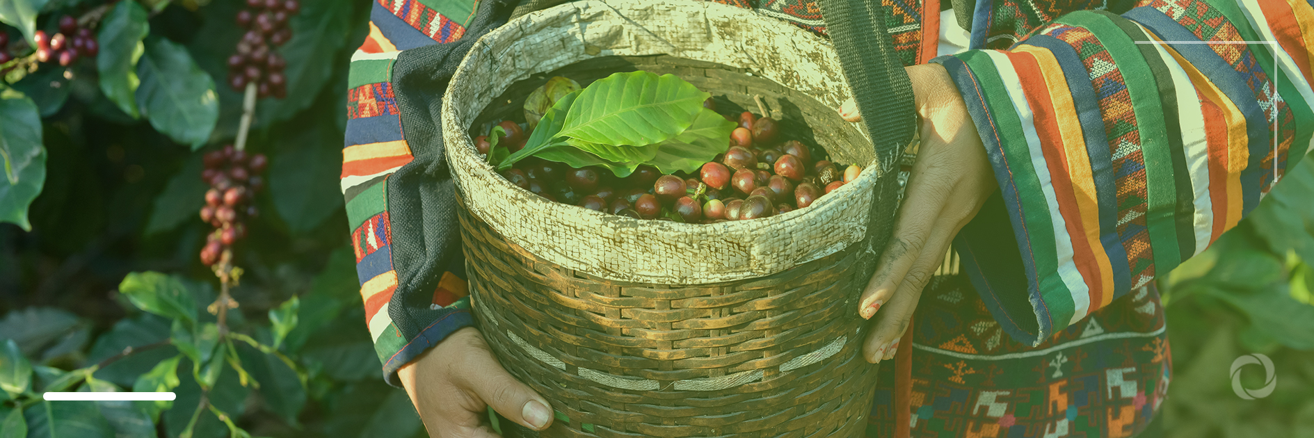 Heifer and partners develop new pricing model to help coffee farmers