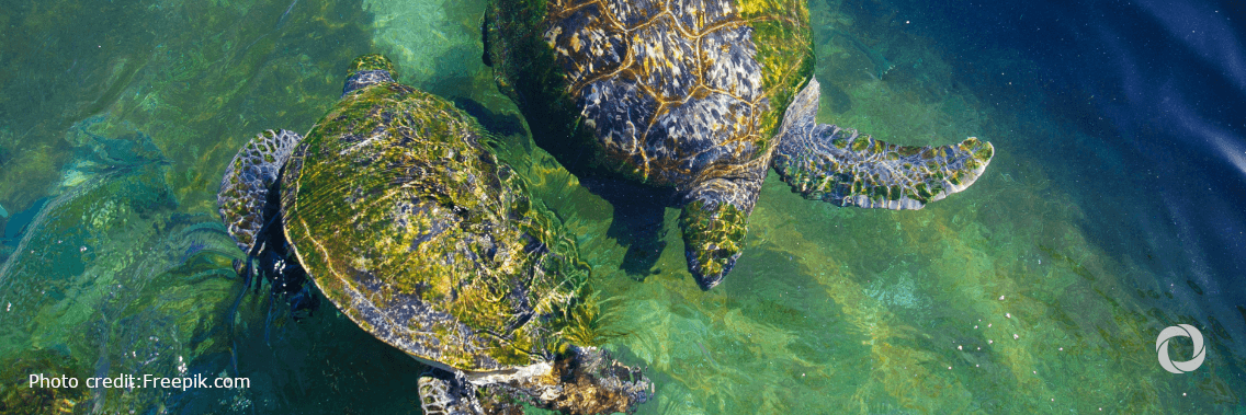 UfM warns that the Mediterranean region is a biodiversity hotspot under threat