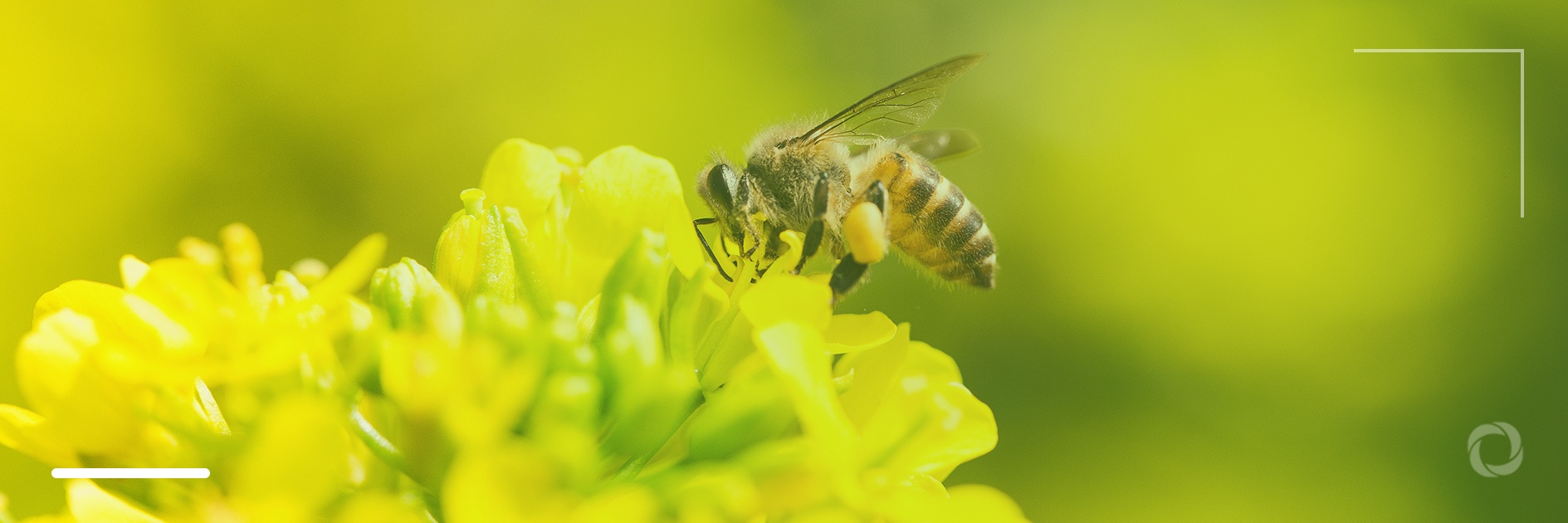 World Bee Day: how to ‘bee engaged’ and support pollinators