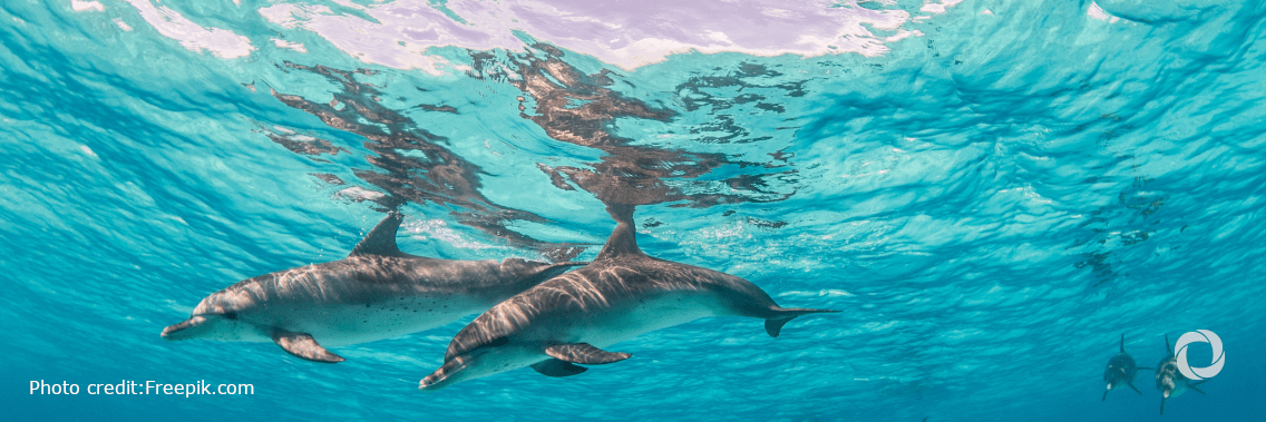 The European Commission and EIB Group join forces to protect the oceans and boost investment in the sustainable blue economy The European Commission and EIB Group join forces to protect the oceans and boost investment in the sustainable blue economy