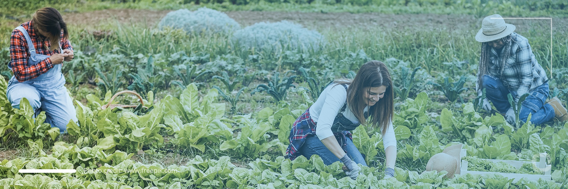 Lynne Davis: food sovereignty is about communities taking control of their food systems