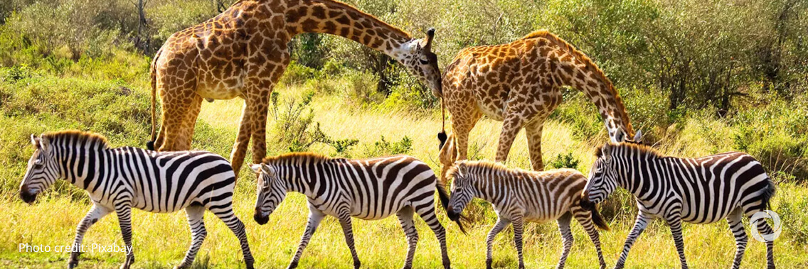 Australian Made and The Lion’s Share Fund partner to mobilize business support for biodiversity Australian Made and The Lion’s Share Fund partner to mobilize business support for biodiversity