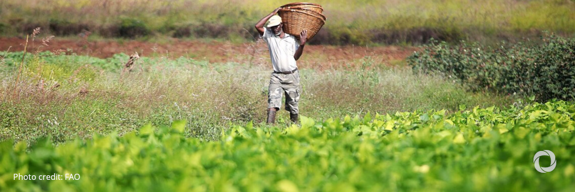 FAO and Chinese Academy of Tropical Agricultural Sciences take partnership to the next level