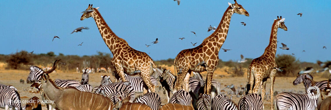 The African Union Commission and TRAFFIC sign a Memorandum of Understanding to combat illegal wildlife trade and support development The African Union Commission and TRAFFIC sign a Memorandum of Understanding to combat illegal wildlife trade and support development