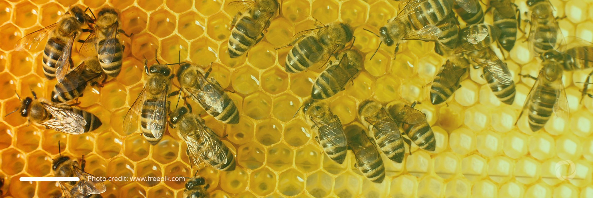 Efforts to increase crops threaten bee populations worldwide