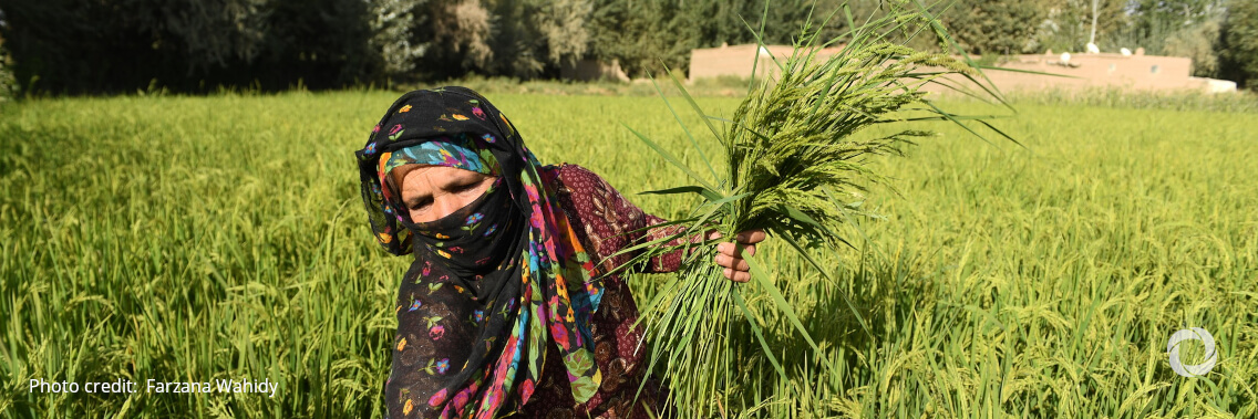 FAO appeals for $36 million to urgently save rural livelihoods and avoid massive displacement in Afghanistan