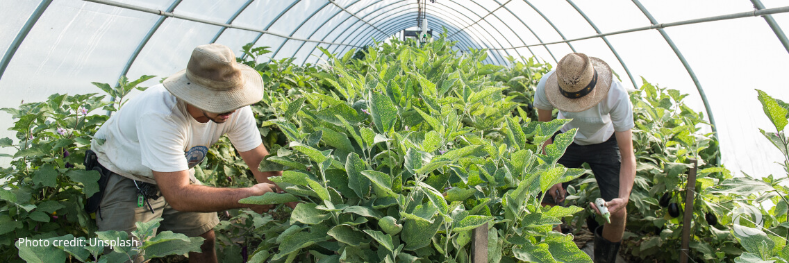 FAO ready to follow up on the UN Food System Summit and transform agri-food systems together FAO ready to follow up on the UN Food System Summit and transform agri-food systems together