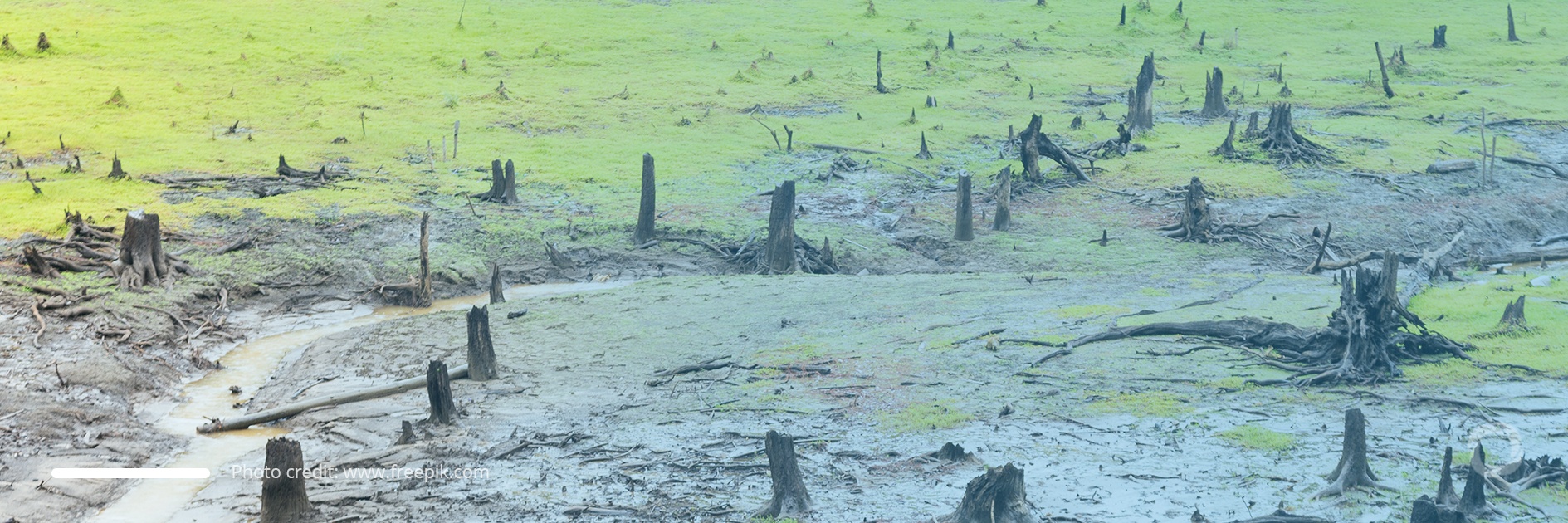 Human-caused deforestation becomes uncontrollable. Learn the consequences