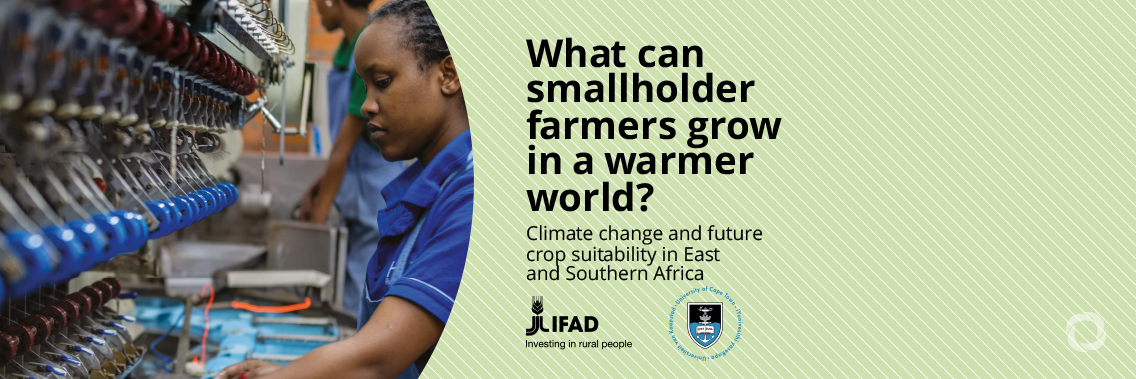 IFAD report predicts steep drop in African staple crops by 2050, prompting urgent call for adaptation funding at COP26