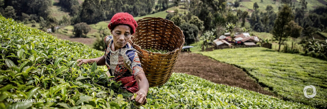 Bill & Melinda Gates Foundation pledges $315 million to support innovations that help smallholder farmers adapt to climate threats Bill & Melinda Gates Foundation pledges $315 million to support innovations that help smallholder farmers adapt to climate threats