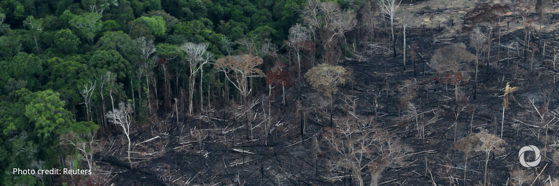 Over 100 leaders make landmark pledge to end deforestation at COP26