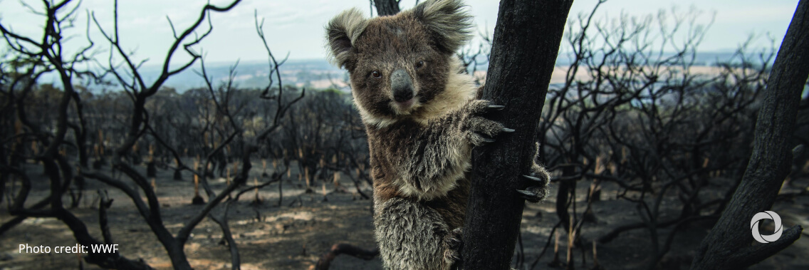 More countries including nature in their climate action plans, but step change still needed to secure 1.5°C pathway - WWF report