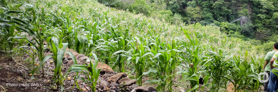 Honduras and IFAD will work together to foster resilient small agriculture Honduras and IFAD will work together to foster resilient small agriculture