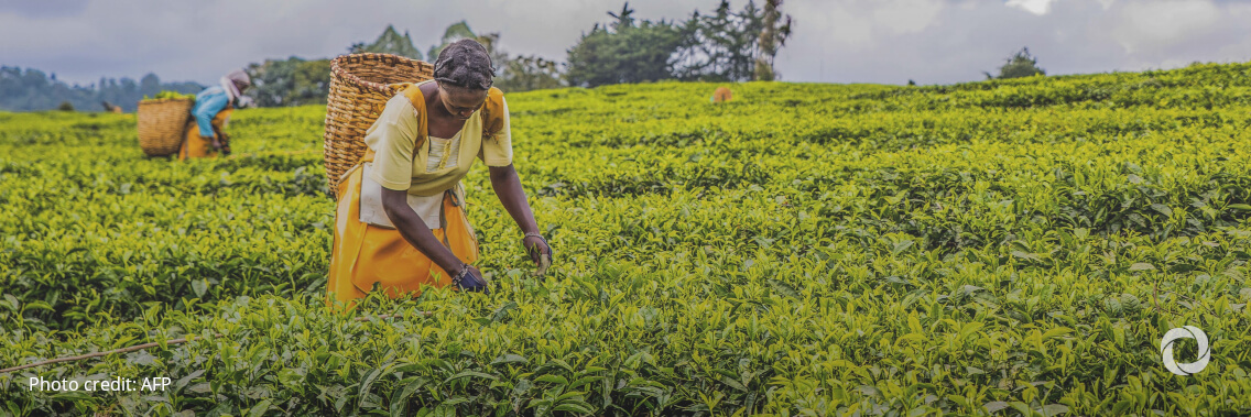 Urgent investments in small-scale farming needed to offset soaring food prices and deepening malnutrition Urgent investments in small-scale farming needed to offset soaring food prices and deepening malnutrition