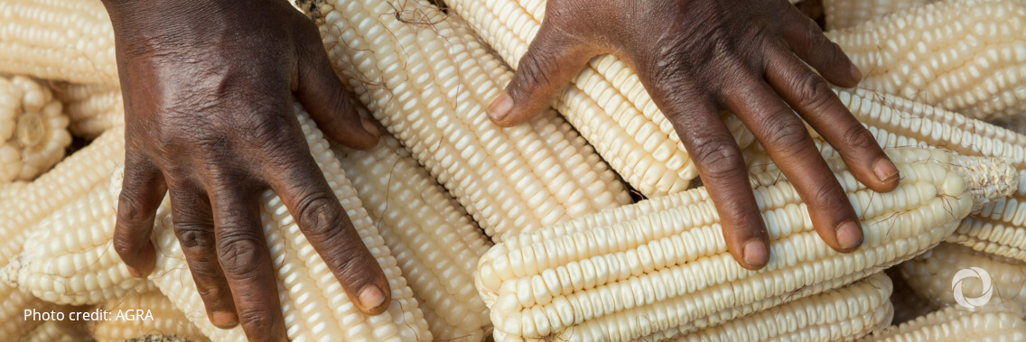 Canada renews support for Canadian Foodgrains Bank to help provide food to people affected by humanitarian crises Canada renews support for Canadian Foodgrains Bank to help provide food to people affected by humanitarian crises