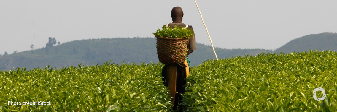 IFC, Carrinho Group partner to support agriculture development in Angola IFC, Carrinho Group partner to support agriculture development in Angola