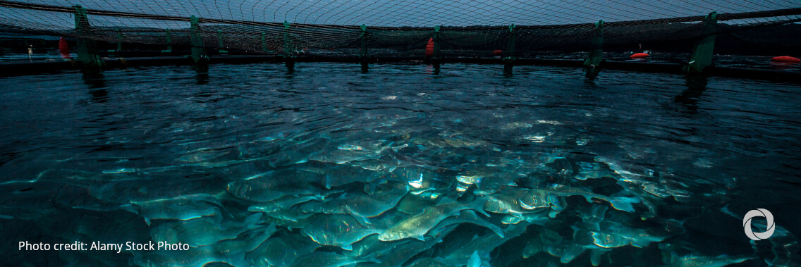 With decent work and a sustainable model aquaculture could feed the world