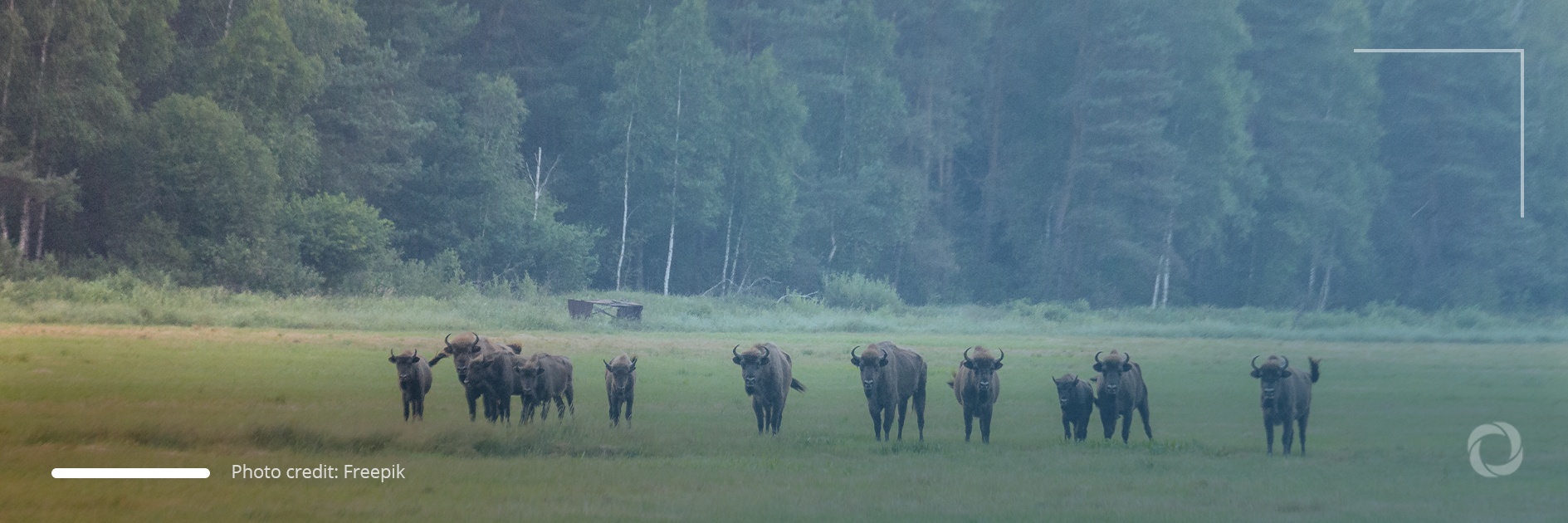 Polish border wall may threaten biodiversity of oldest European forest