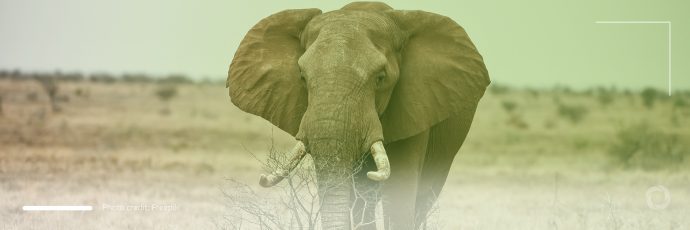 Sixth mass fauna extinction un
