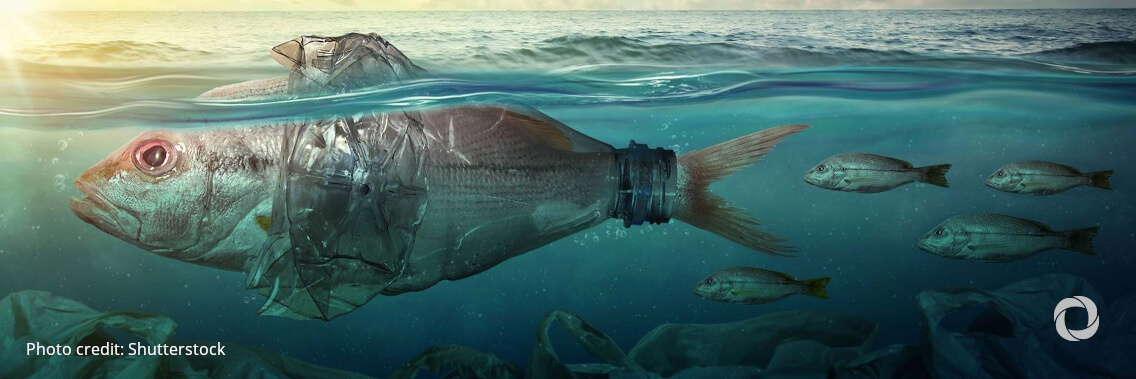 UNESCO pledges to have at least 80% of the seabed mapped by 2030 UNESCO pledges to have at least 80% of the seabed mapped by 2030