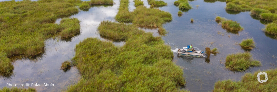 Wetlands: An effective but undervalued climate solution Wetlands: An effective but undervalued climate solution