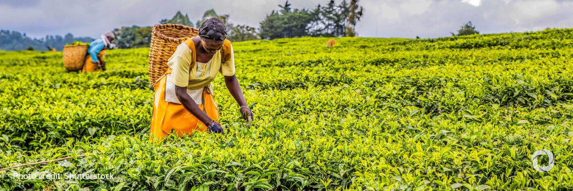 Qatar Fund for Development and Gates Foundation pledge up to US$200 million to help smallholder farmers adapt to climate change Qatar Fund for Development and Gates Foundation pledge up to US$200 million to help smallholder farmers adapt to climate change