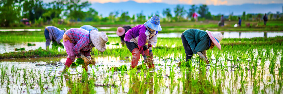 World Bank supports food security and higher incomes of farmers vulnerable to climate change in Bangladesh World Bank supports food security and higher incomes of farmers vulnerable to climate change in Bangladesh