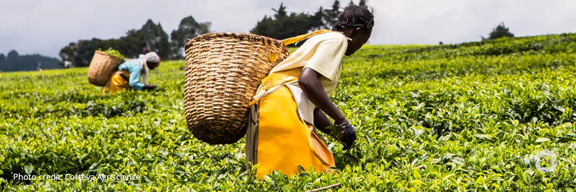 Empowering rural women: UN Joint Programme’s new phase to target countries in Africa, Asia and the Pacific Empowering rural women: UN Joint Programme’s new phase to target countries in Africa, Asia and the Pacific