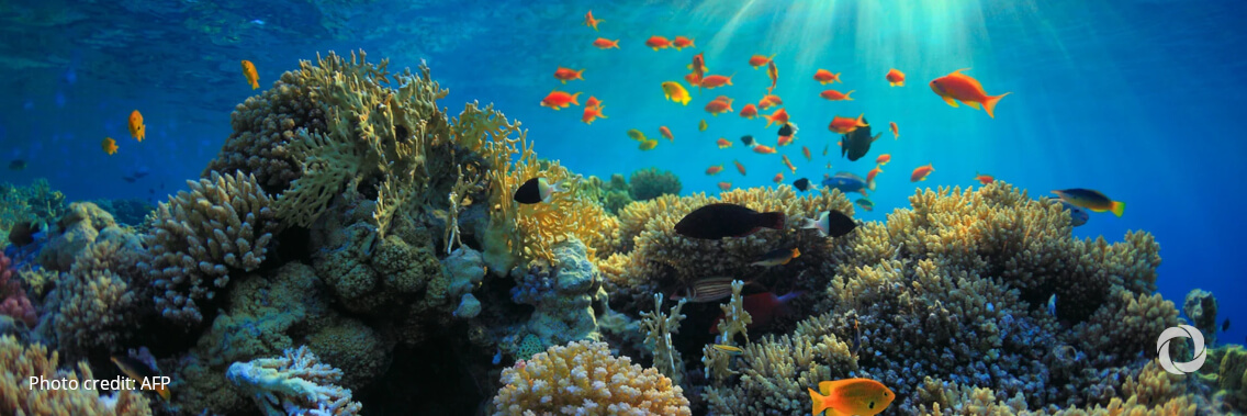GCF partnership with Pegasus set to protect coral reefs across 17 countries GCF partnership with Pegasus set to protect coral reefs across 17 countries