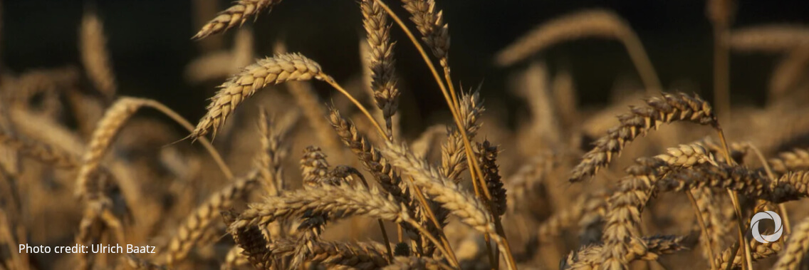 World Bank, IMF, WFP and WTO call for urgent coordinated action on food security World Bank, IMF, WFP and WTO call for urgent coordinated action on food security