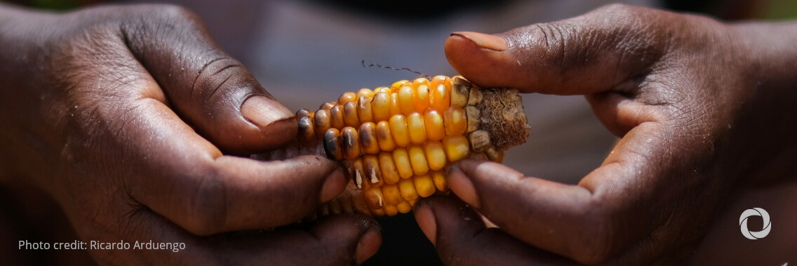 Sharp rise in food insecurity in the Caribbean