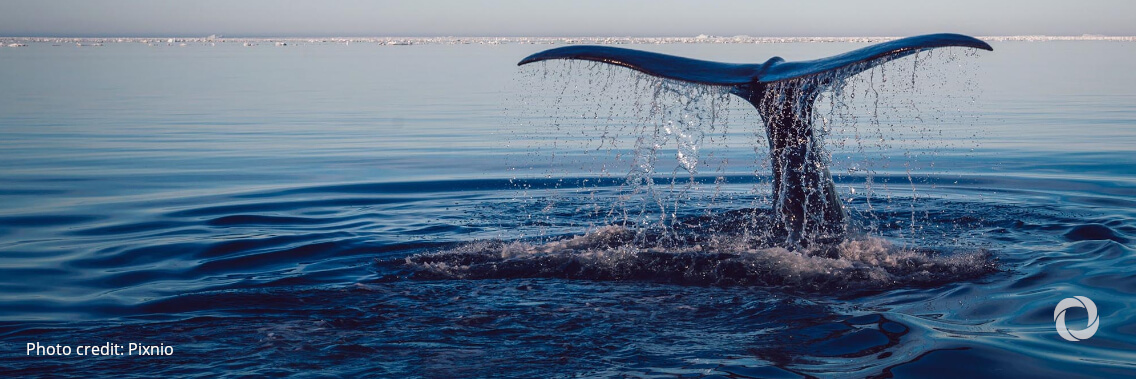 Ocean renewables: powering the blue economy Ocean renewables: powering the blue economy