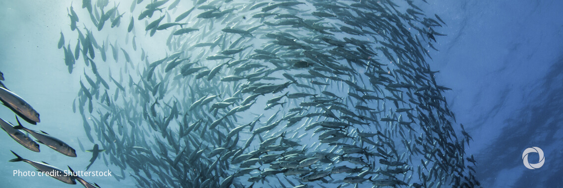 UN Oceans Forum to chart course for 'Blue Deal' on economic recovery and sustainable growth