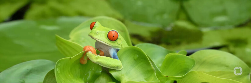 $43 million boost for developing countries' efforts to reverse species loss
