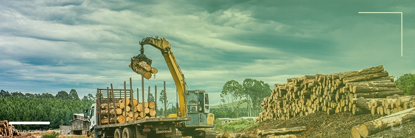 The effects of deforestation on humans, the environment and biodiversity