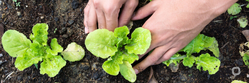 UN spotlights plant health, crucial for boosting food security worldwide UN spotlights plant health, crucial for boosting food security worldwide