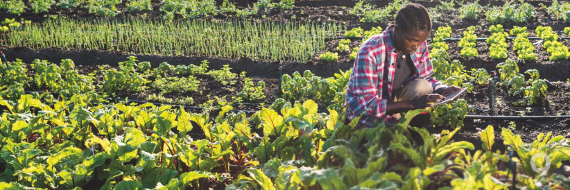 Global Environment Facility approves $18 million to support FAO-led projects in Africa and Latin America