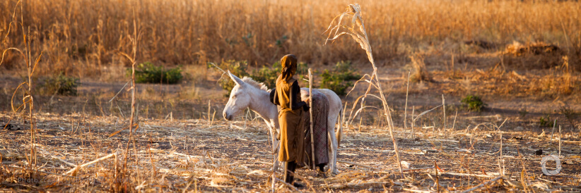 Feed Chad’s population and sustain its economy with better agricultural value chains is essential